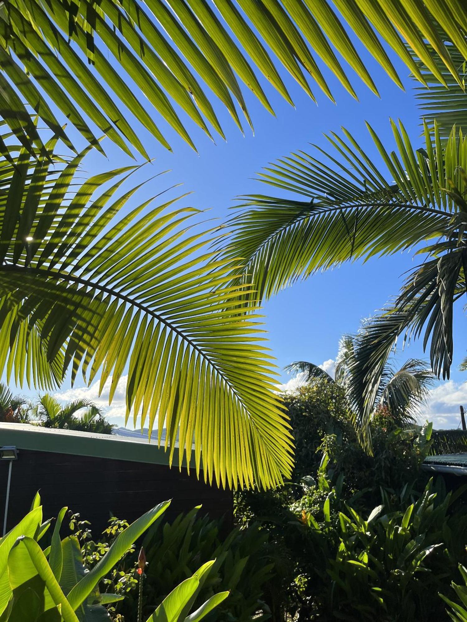 Eden Paradise Ecolodge & Spa Сент-Люс Экстерьер фото